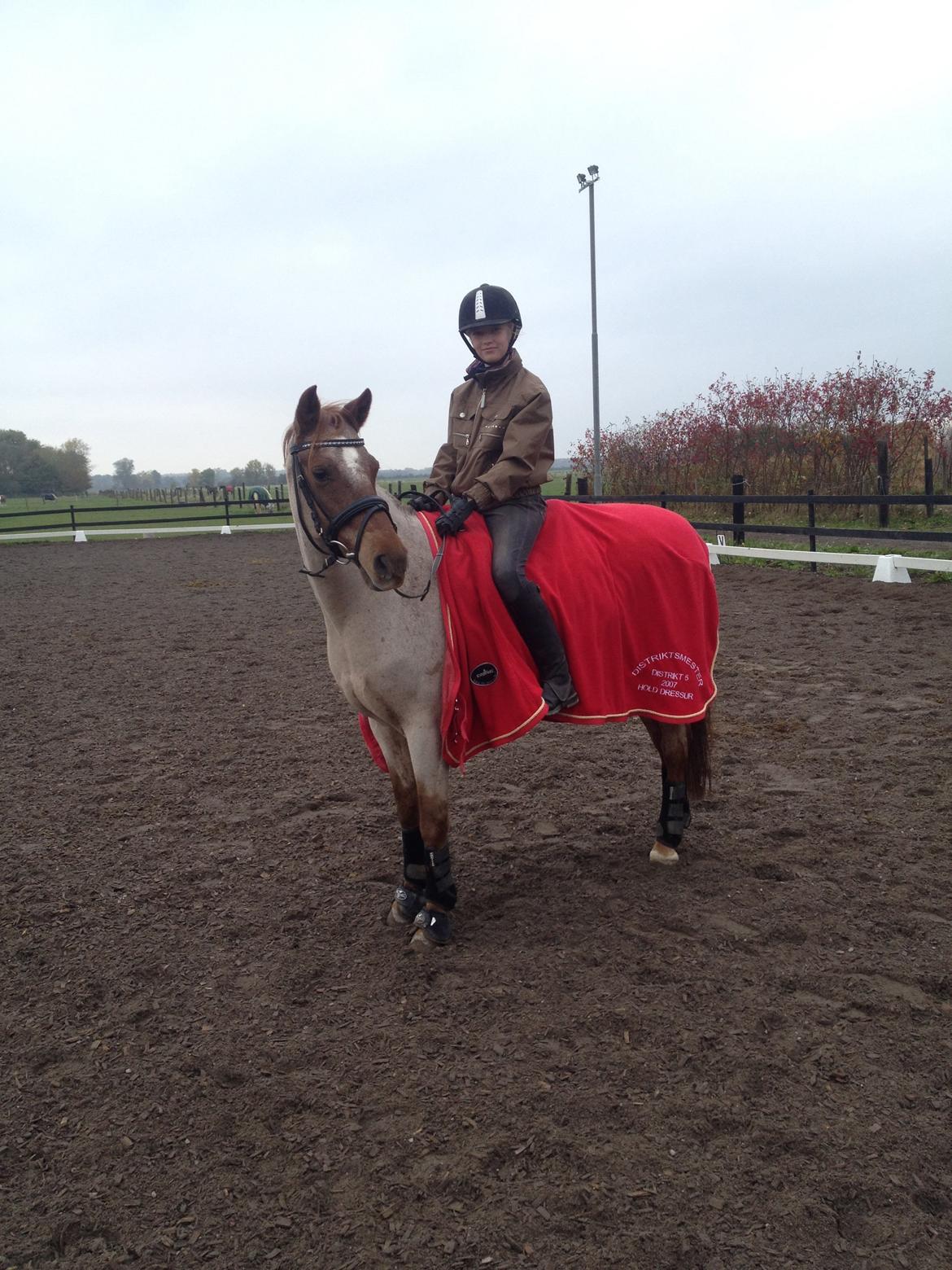 Welsh Pony (sec B) Bjerregårds Eros - Laura og Eros <3 Et par dage efter vi har fået ham hjem igen billede 20