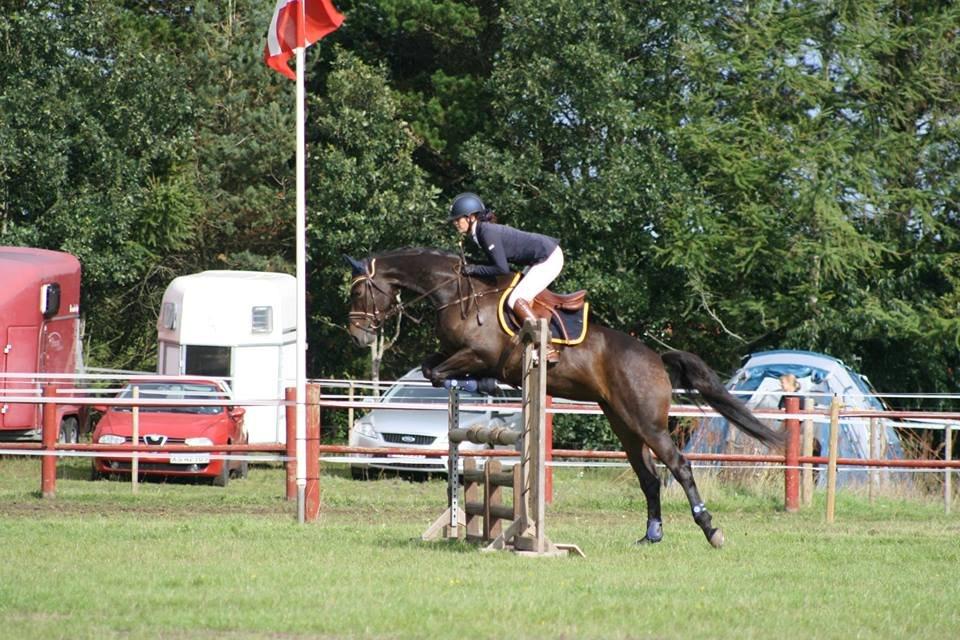 Dansk Varmblod Fyrstinde Temptation S.G. - Spring
CNC90 - Langå -sep 13 billede 17