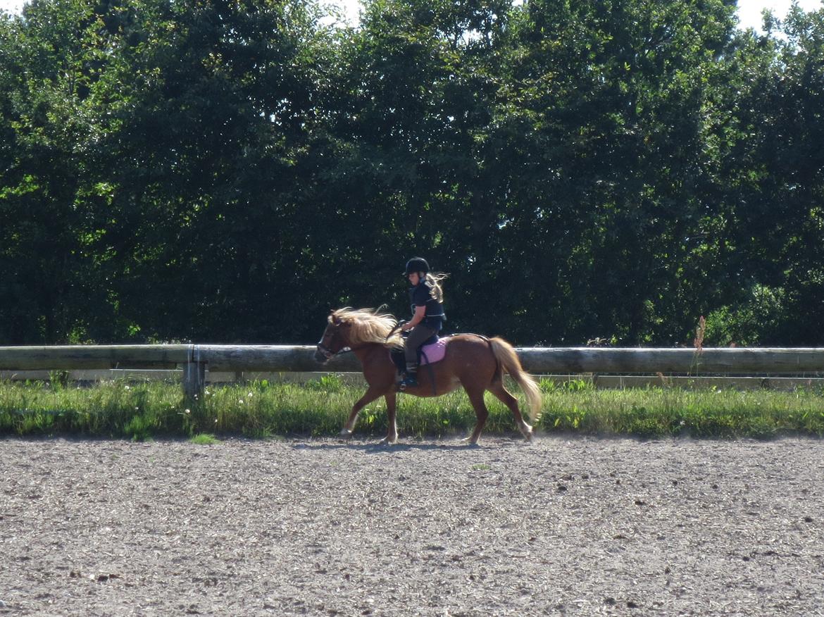 Anden særlig race Twiggi - Nuværende ejer billede 7