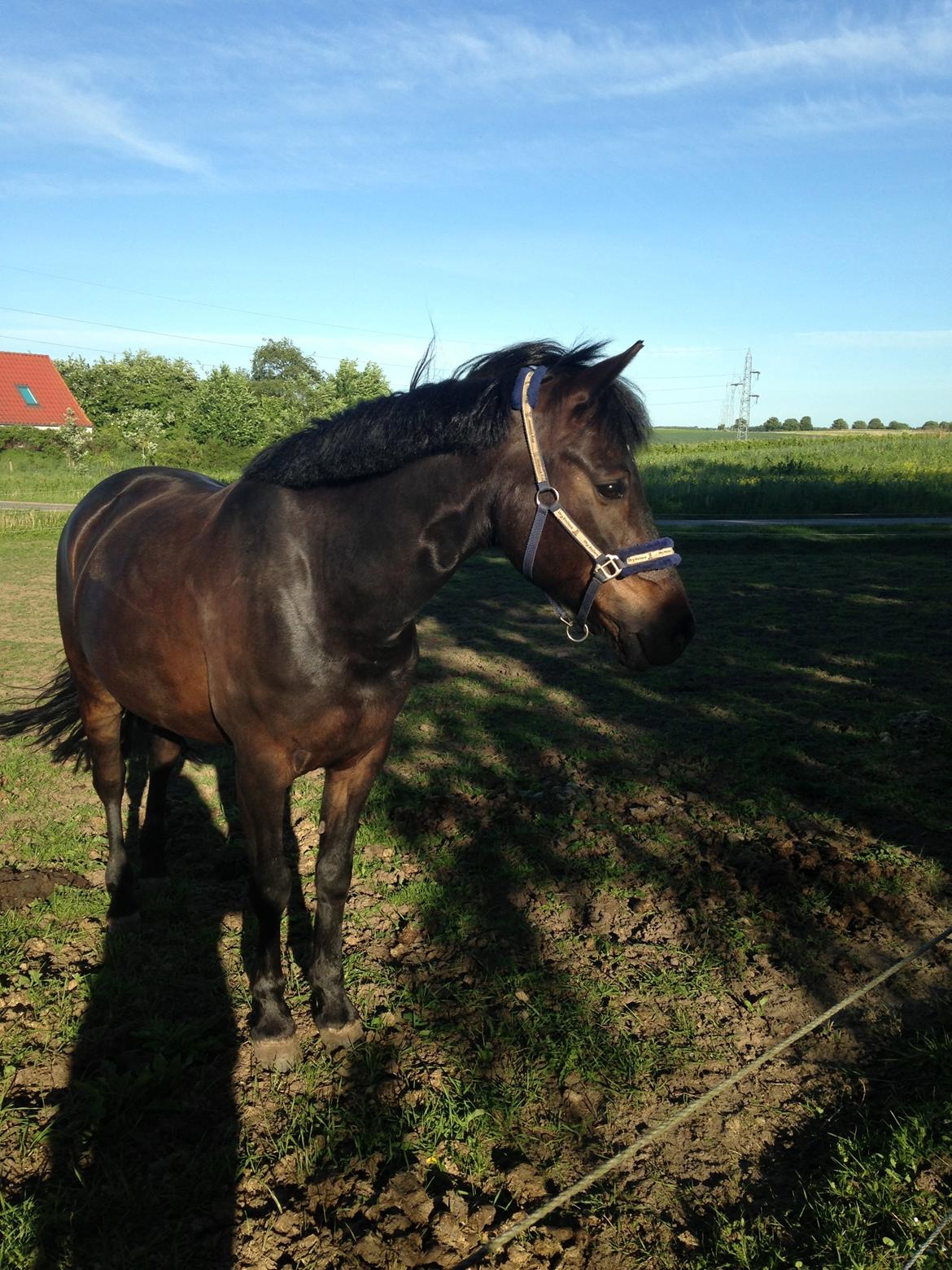 Anden særlig race Black boy - Fra i sommers <3 billede 8