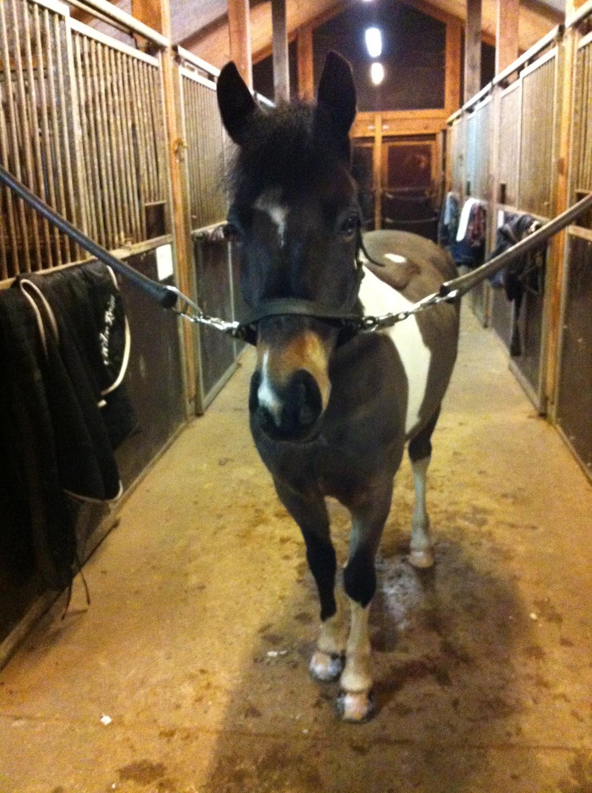 Anden særlig race Django - Fin og nyklippet <3 billede 9