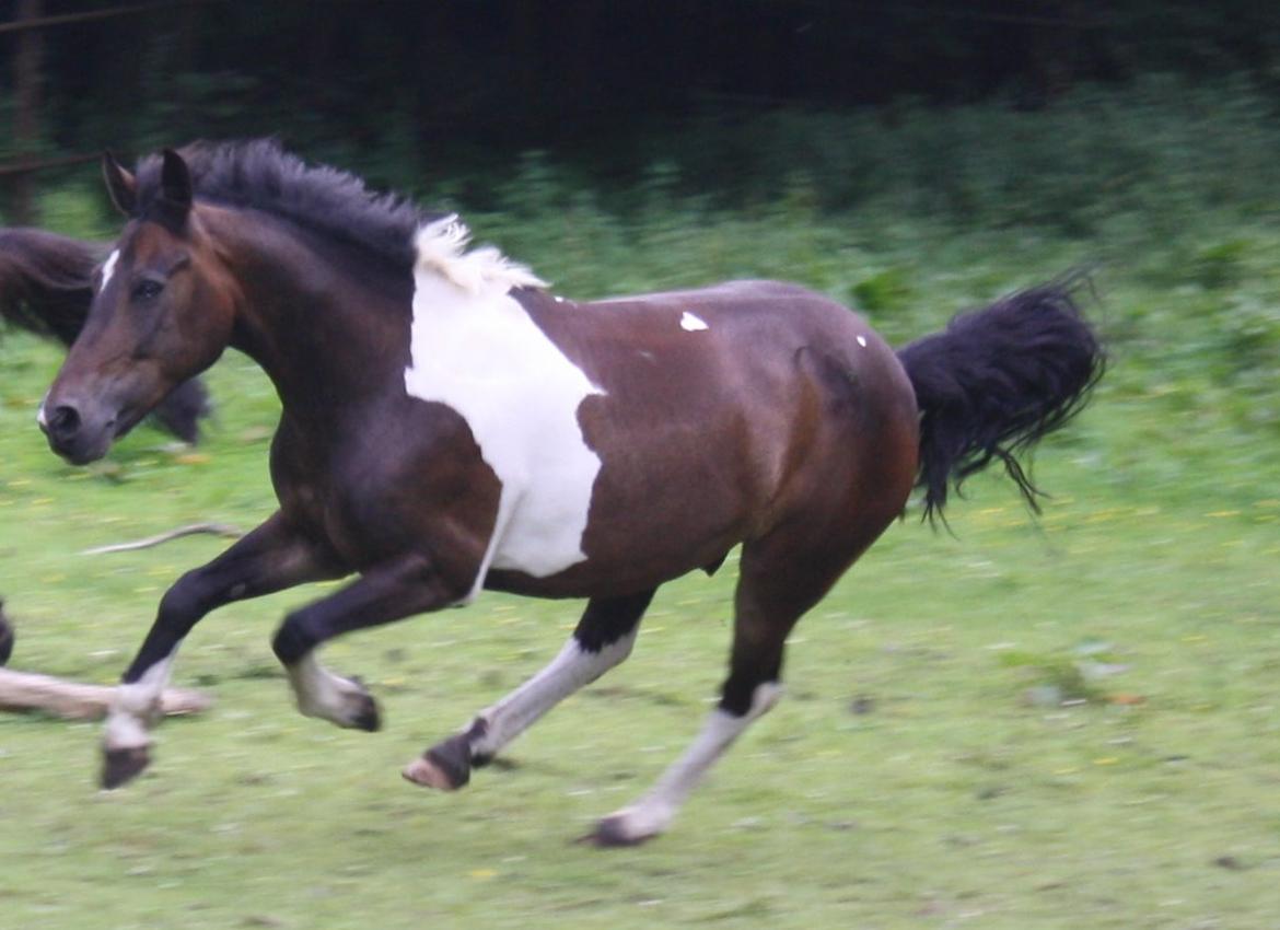 Anden særlig race Django - Mit absolut yndlingsbillede af bassen  billede 32