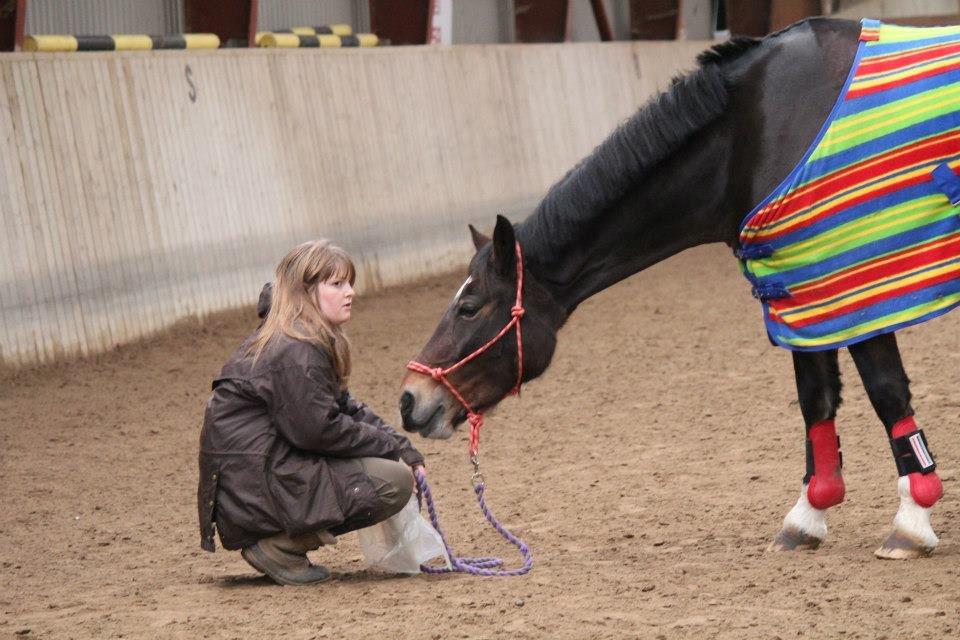 Welsh Cob (sec D) FRENDERUPGÅRDS AKITA billede 11