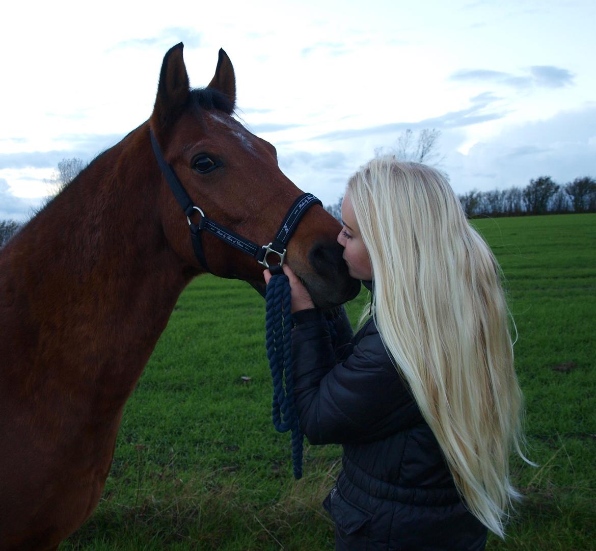 Welsh Cob (sec D) Altenahr Hovgård - Den bedste. ♥  billede 12
