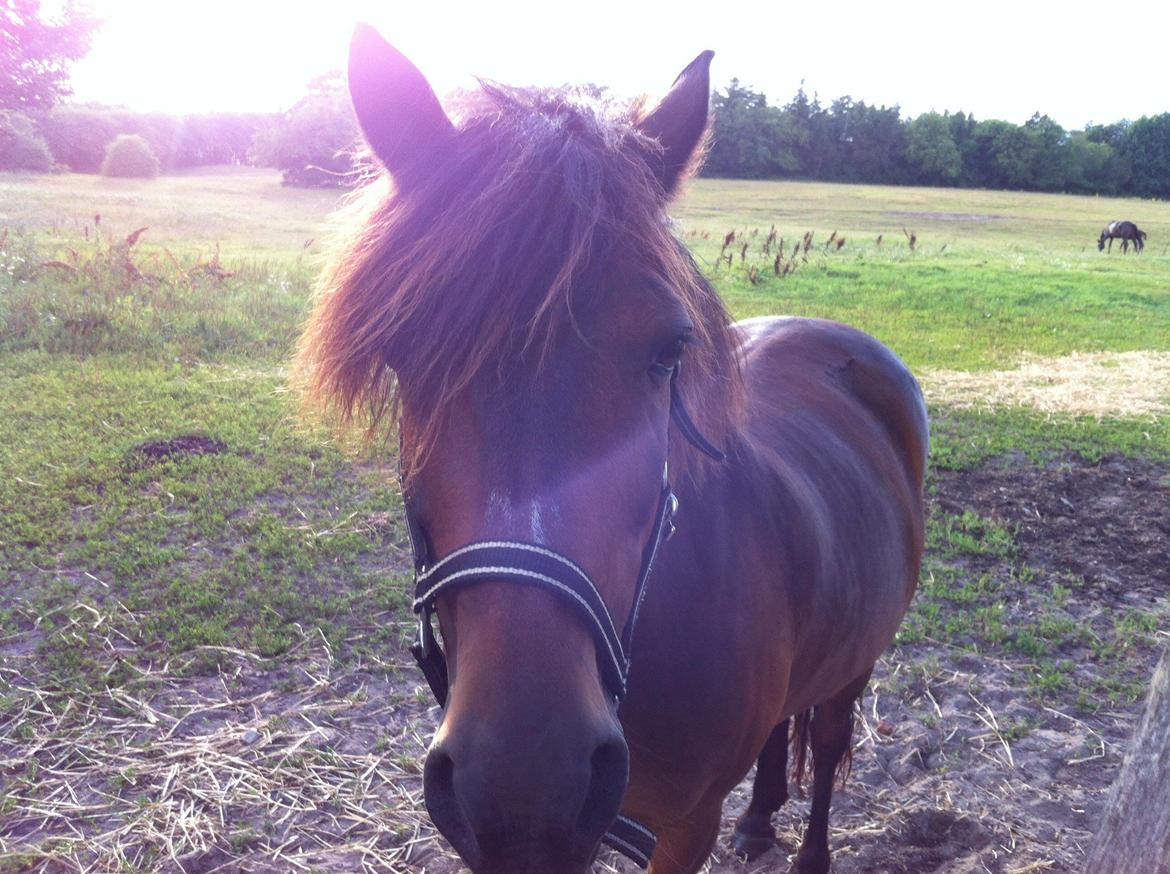 Anden særlig race Filur (solgt ) billede 9
