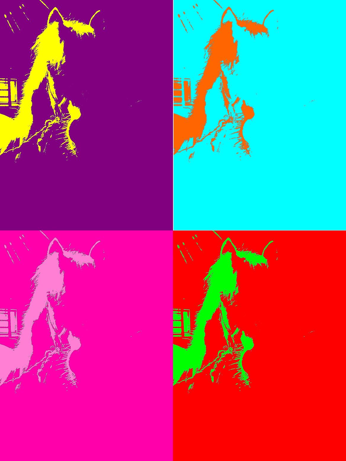 Welsh Mountain (sec A) Tanggårds Figo  - et billede jeg selv har lavet af Figo<3<3<3<3<3<3<3<3 billede 13