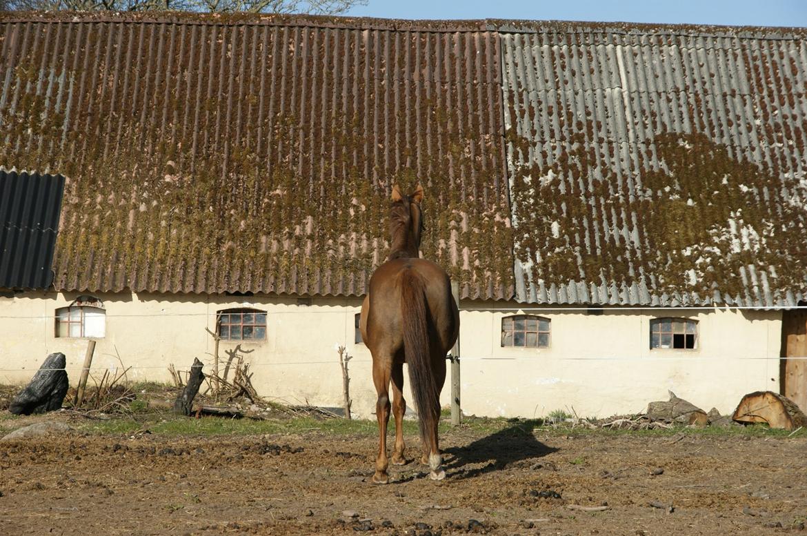 Anden særlig race Lærke - Når enden er god... billede 19