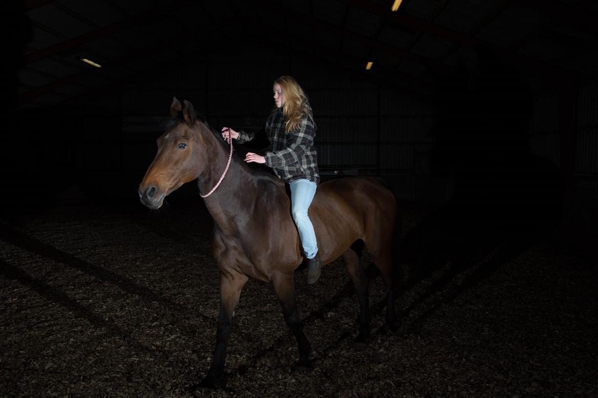 Zangersheide D. Chriesafie Z - "A Horseman should know neither fear, nor anger." Første gang kun med tov om halsen billede 12