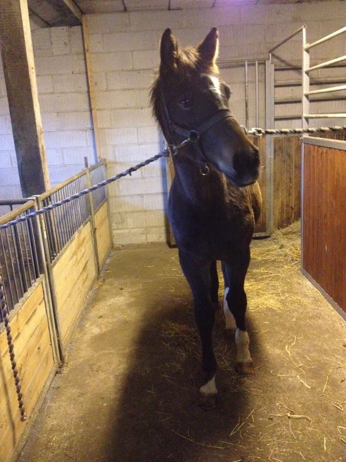 Anden særlig race Albæks Dusty billede 15