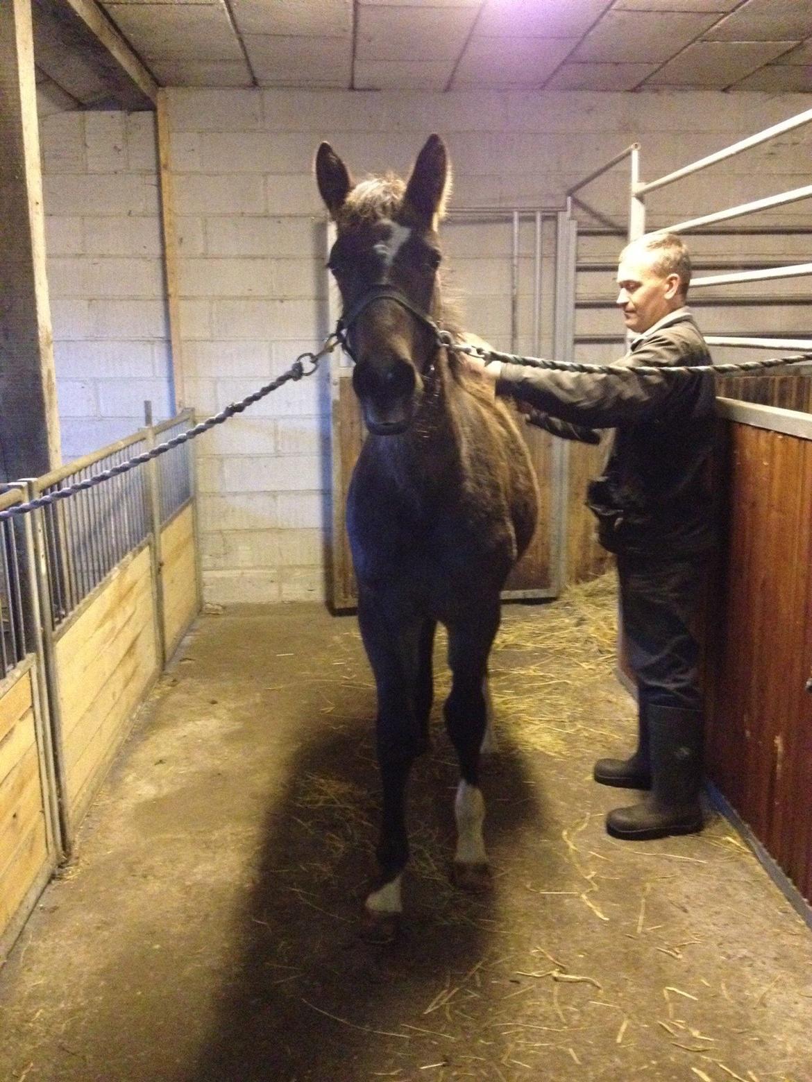 Anden særlig race Albæks Dusty billede 18