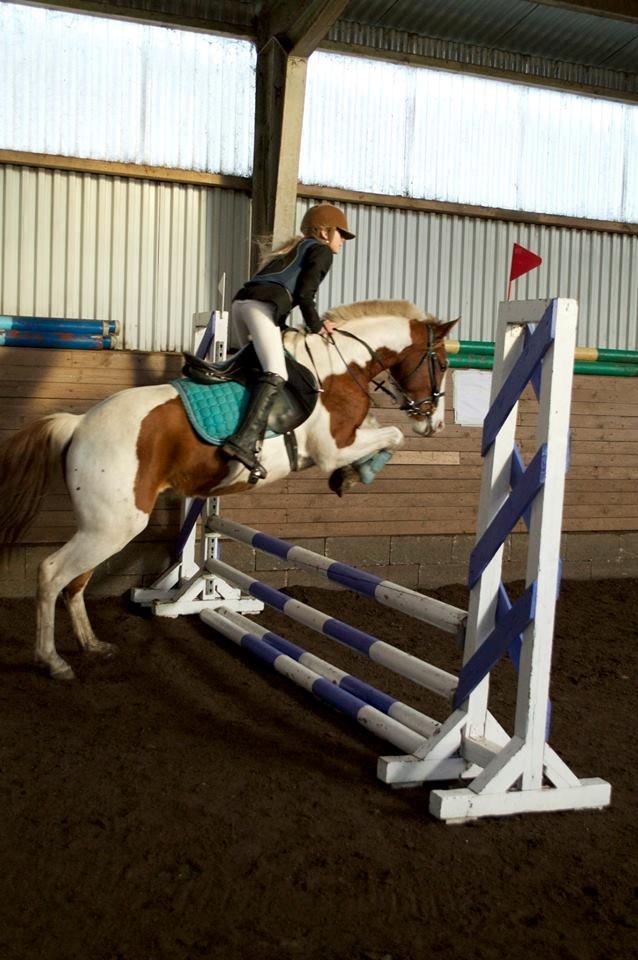 Pinto Indurain Delight - Den Brogede Skønhed billede 19