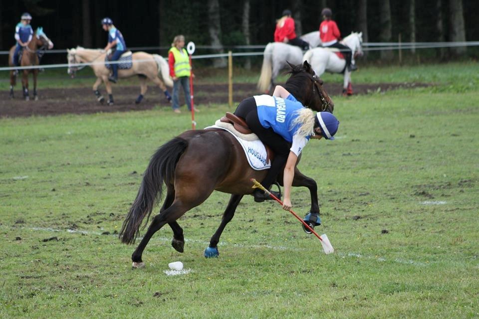 DSP Kvazandra Lapaz - Sommer par billede 37