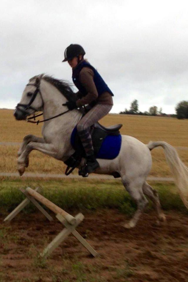 Welsh Mountain (sec A) Stensgaards Kahan. billede 6