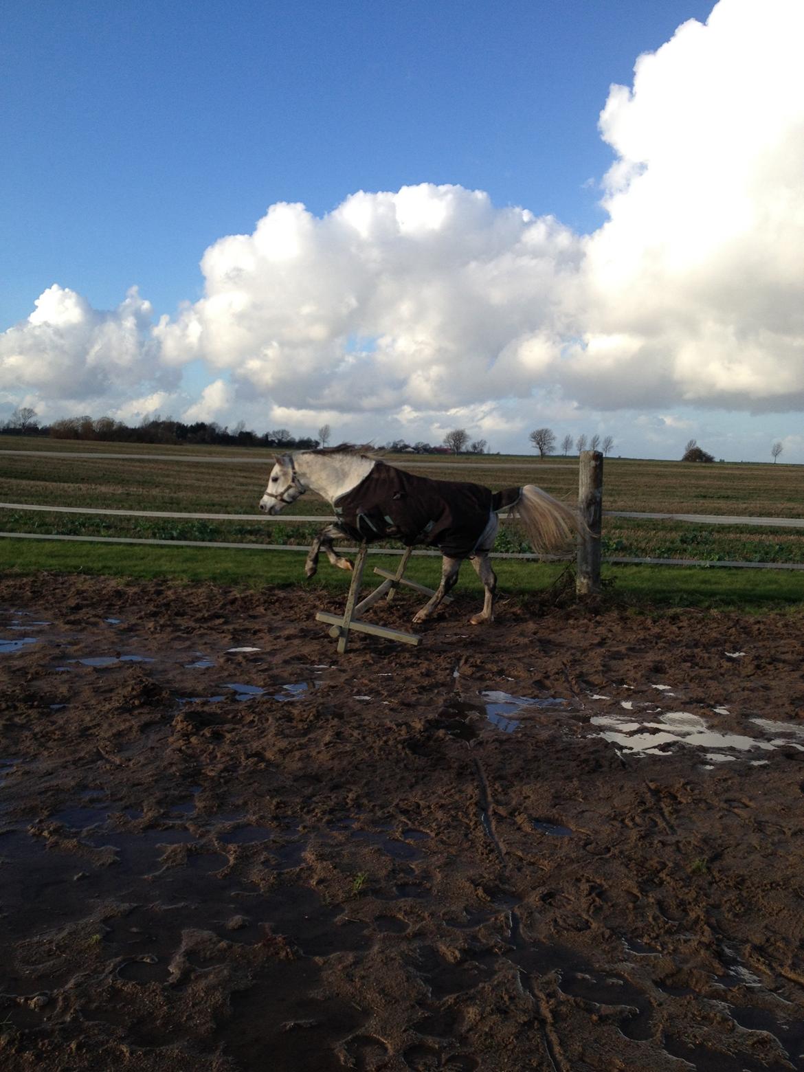 Welsh Mountain (sec A) Stensgaards Kahan. billede 8
