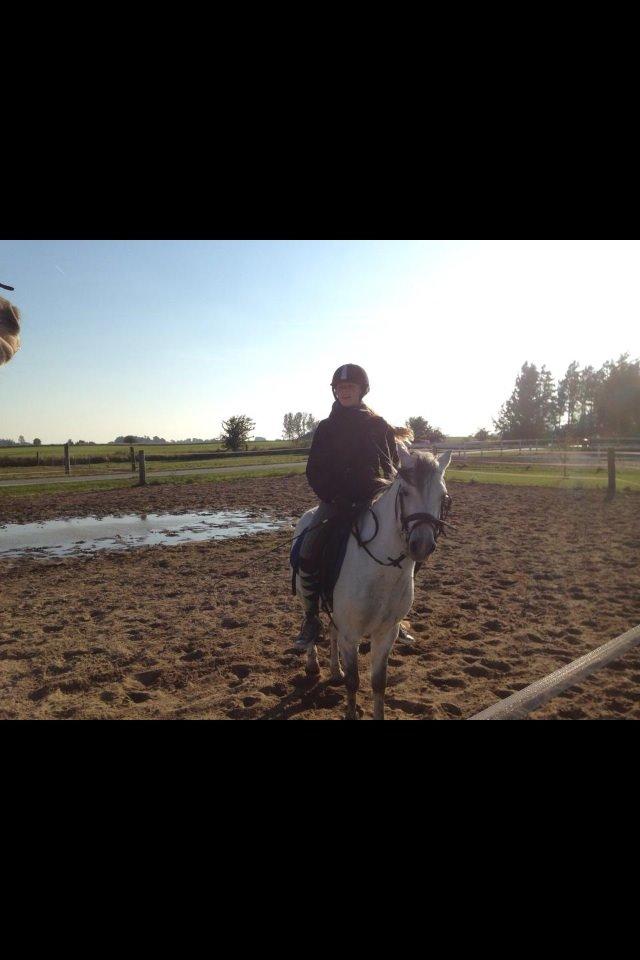 Welsh Mountain (sec A) Stensgaards Kahan. billede 10