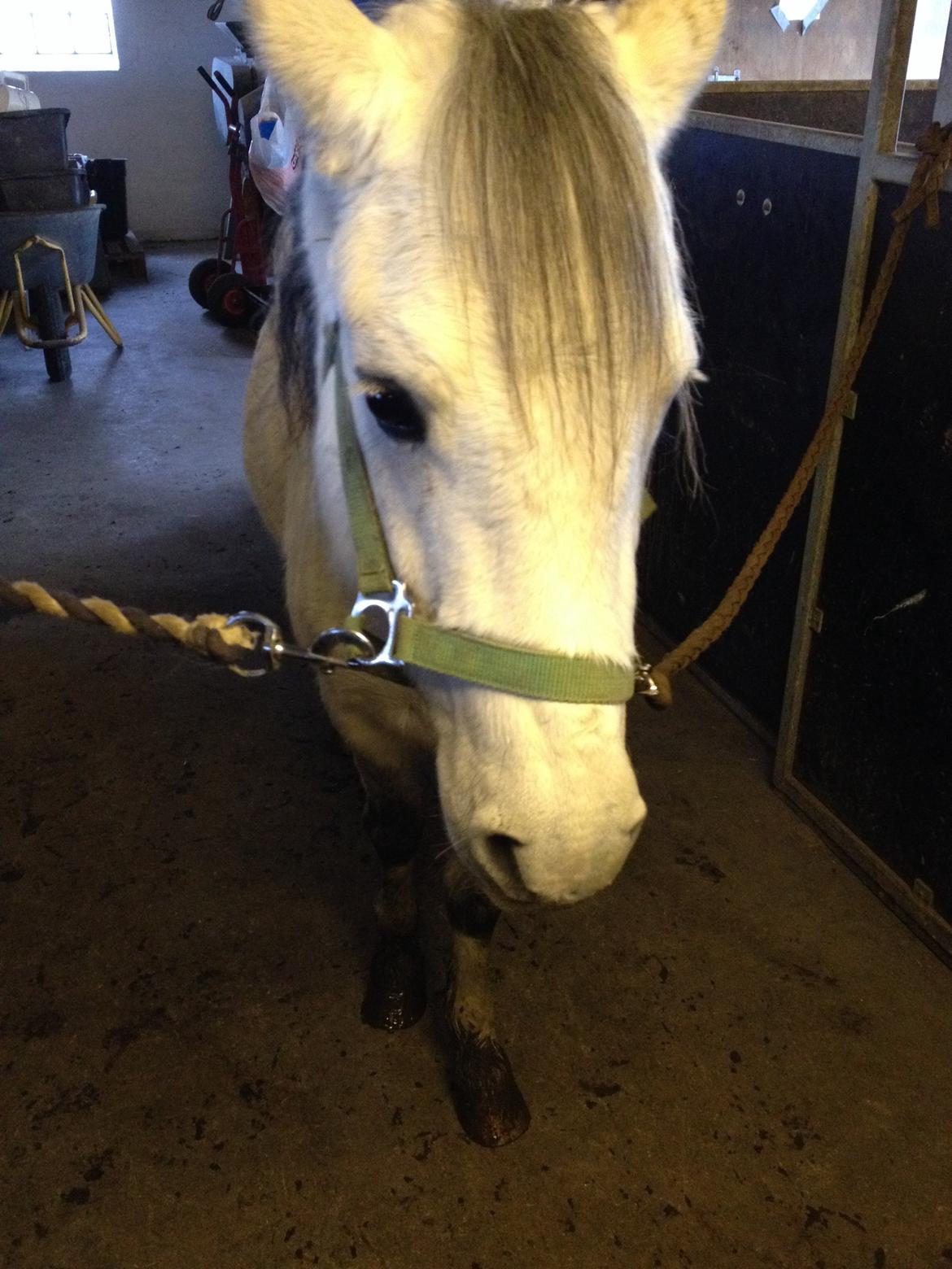 Welsh Mountain (sec A) Stensgaards Kahan. billede 13