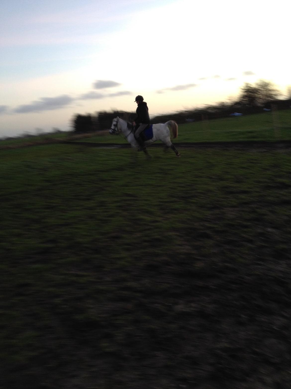 Welsh Mountain (sec A) Stensgaards Kahan. billede 14