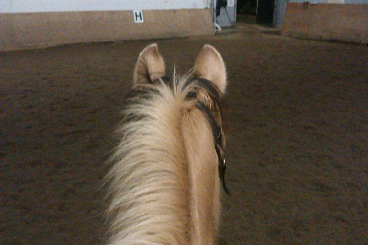 Anden særlig race Flame billede 14