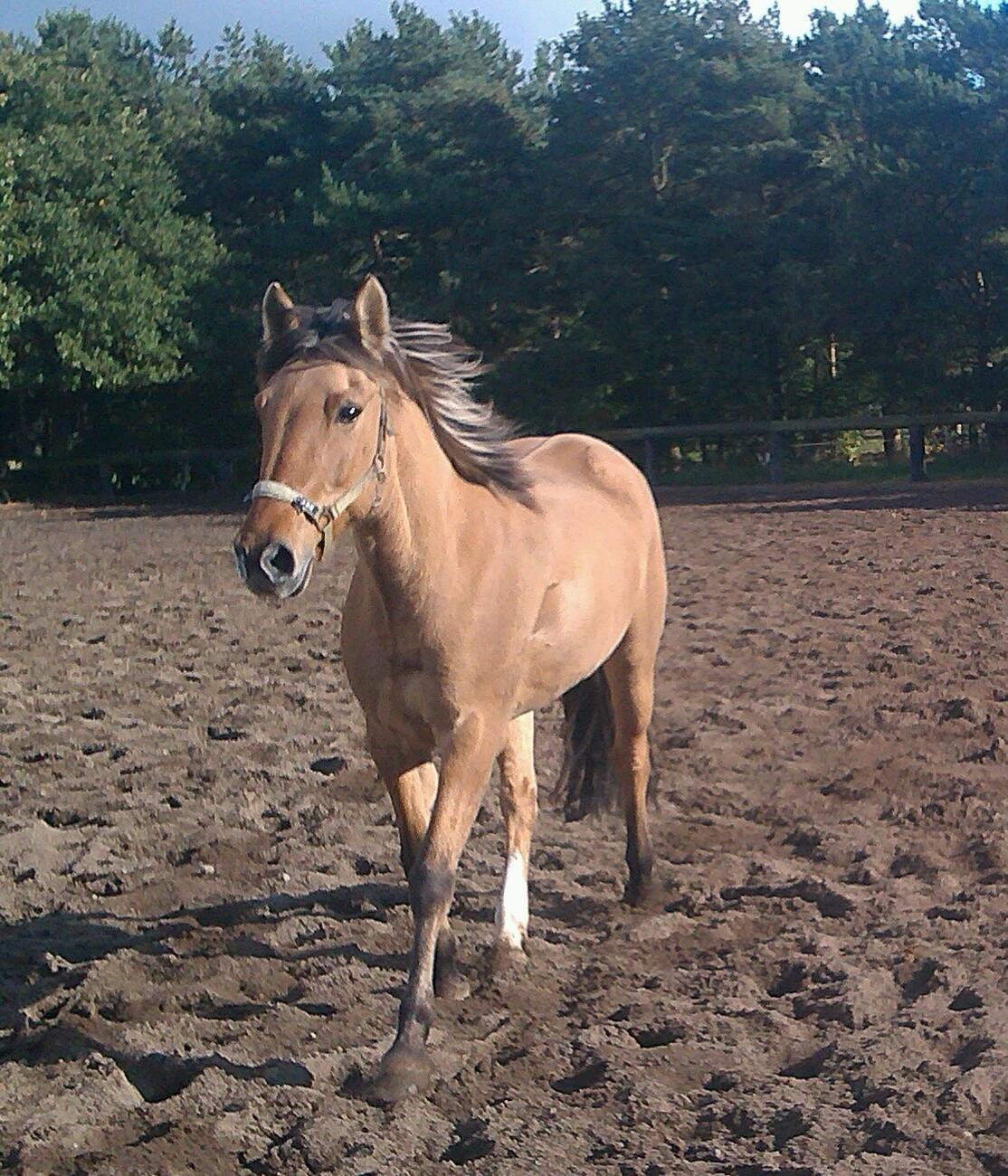 Anden særlig race Flame billede 7