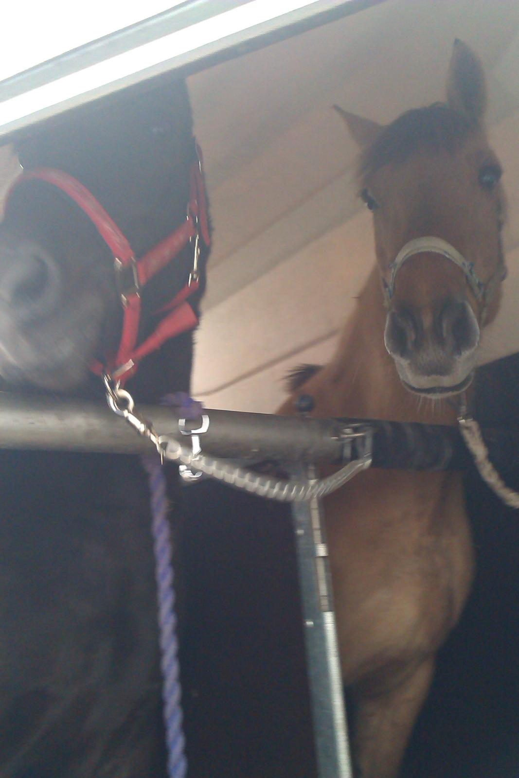 Anden særlig race Flame - Flame og Martini på vej til midtjysk billede 13