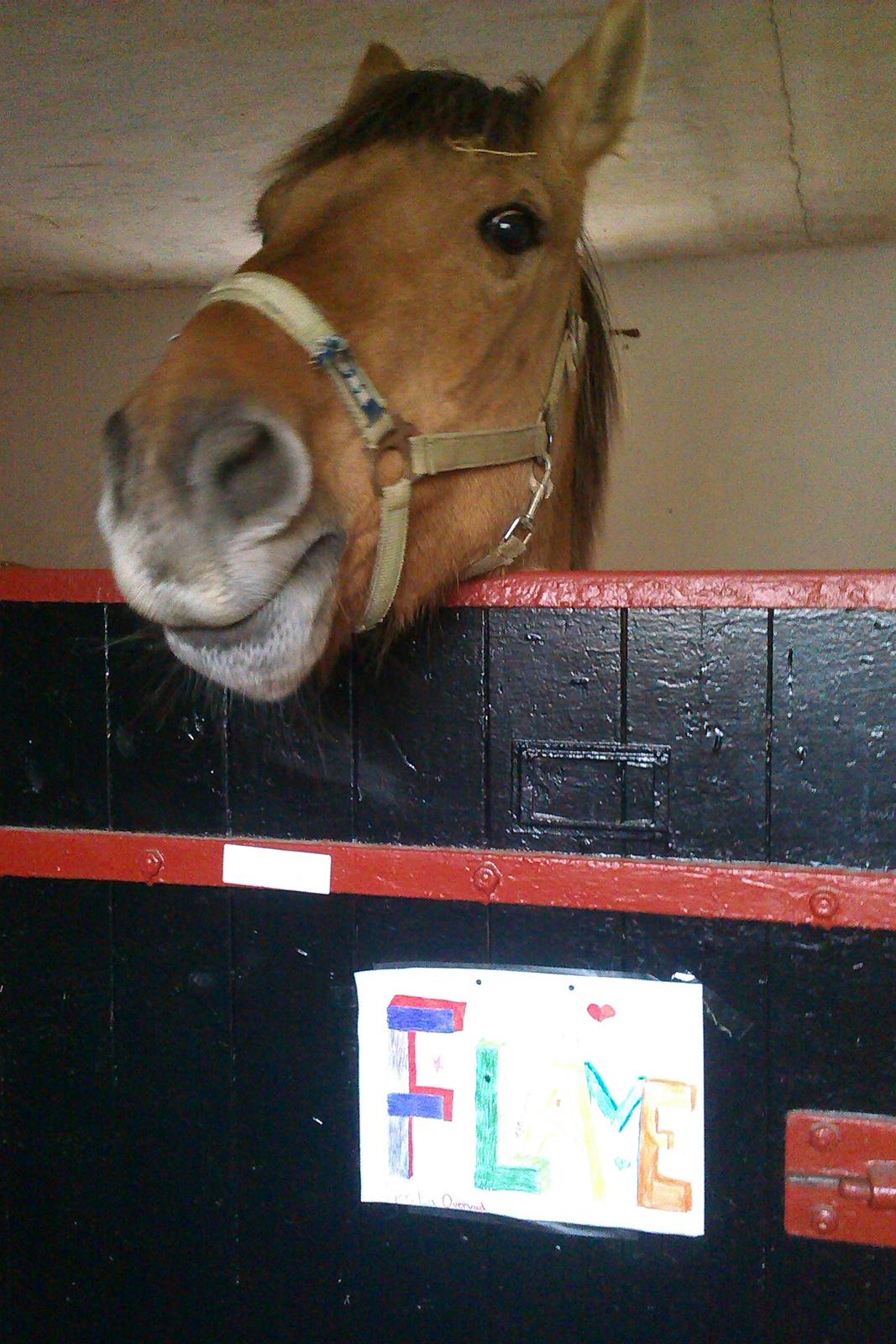 Anden særlig race Flame - Flame i sin boks billede 18