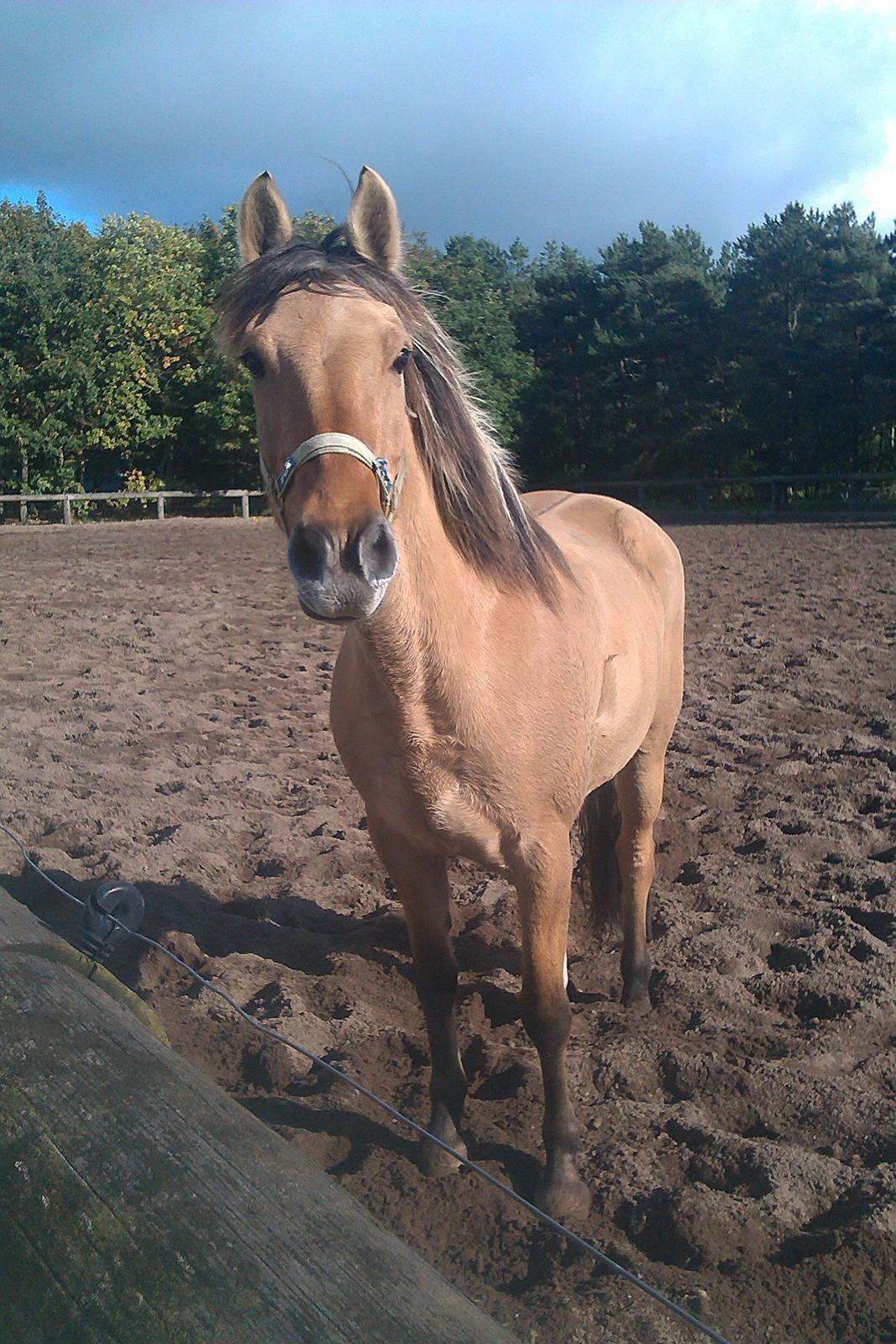 Anden særlig race Flame - Flame på sandfold billede 12