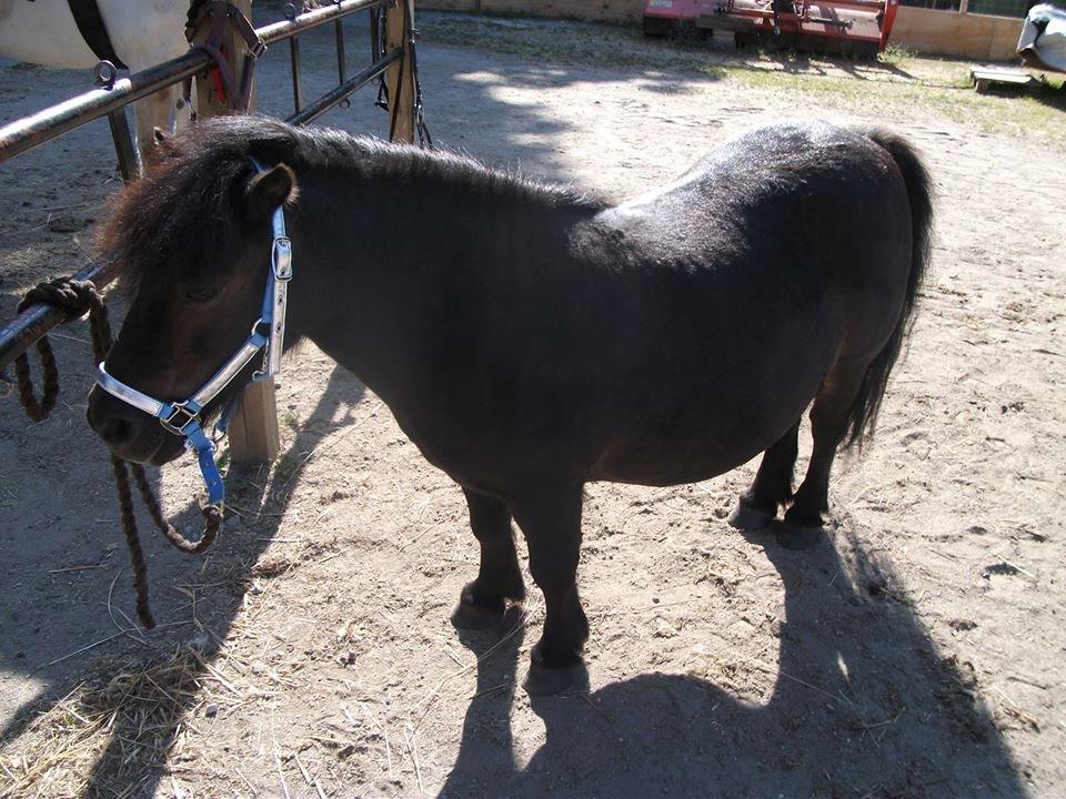 Shetlænder Sir Lancelot billede 10