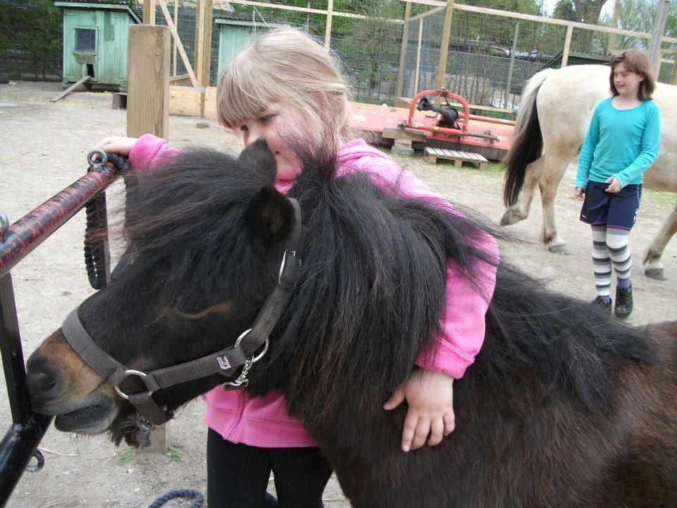 Shetlænder Sir Lancelot billede 11