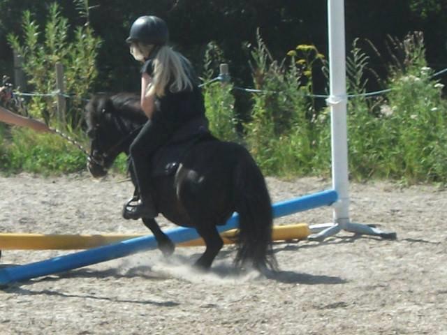 Shetlænder Sir Lancelot - Marikka og Lancelot springer.. billede 12