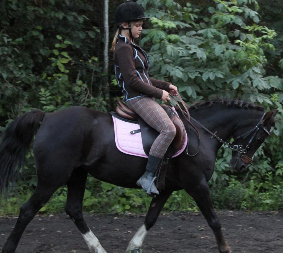 Welsh Pony (sec B) Rozalien O.S billede 19