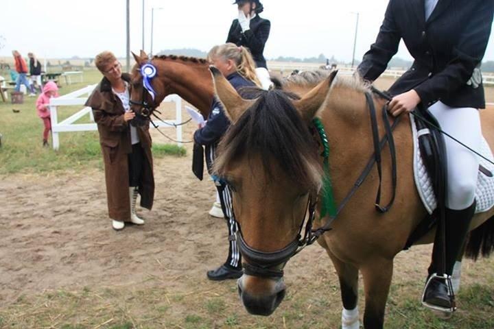 Anden særlig race Daisy billede 3