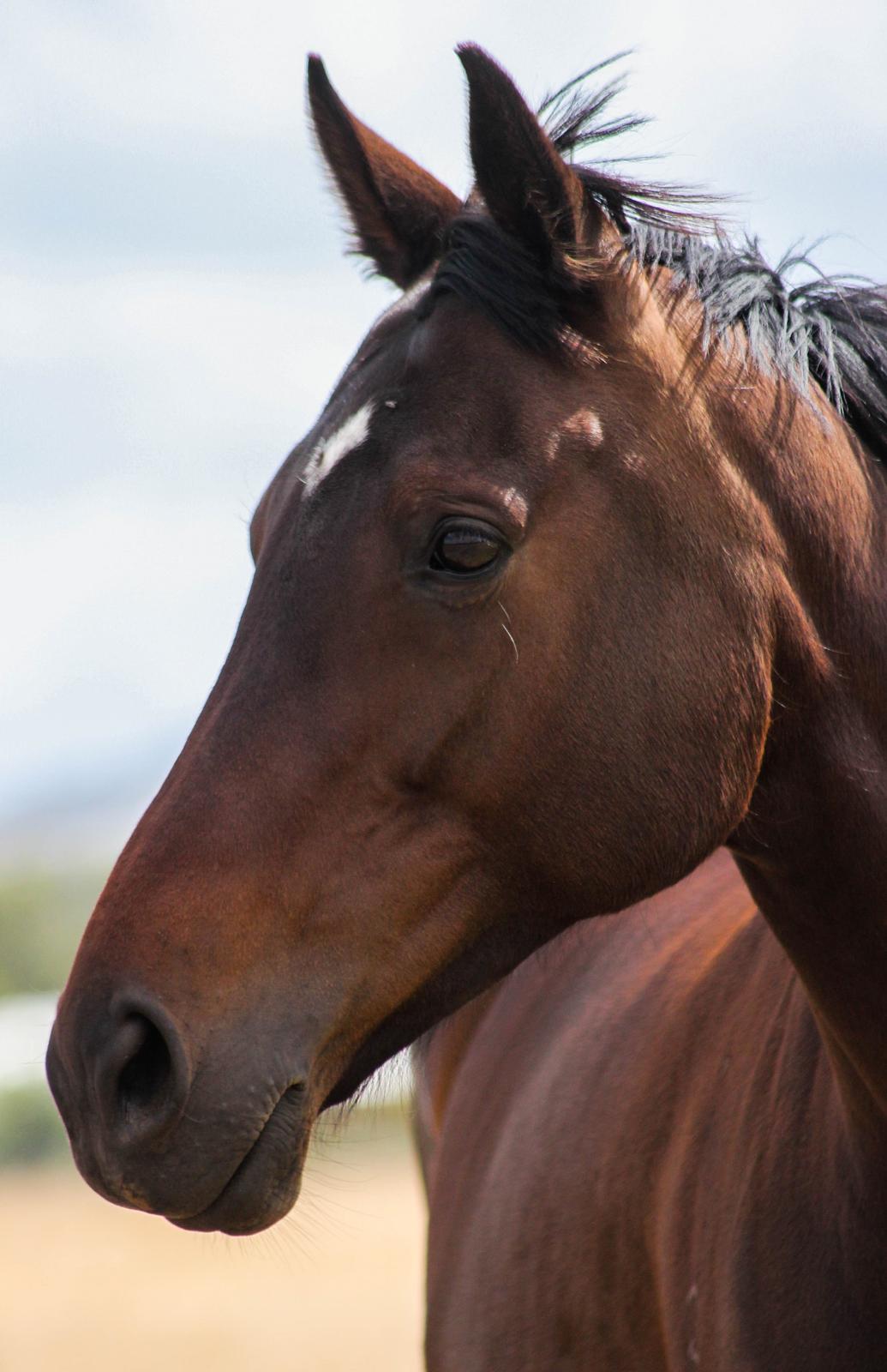 Fuldblod (XX) Baseline billede 2