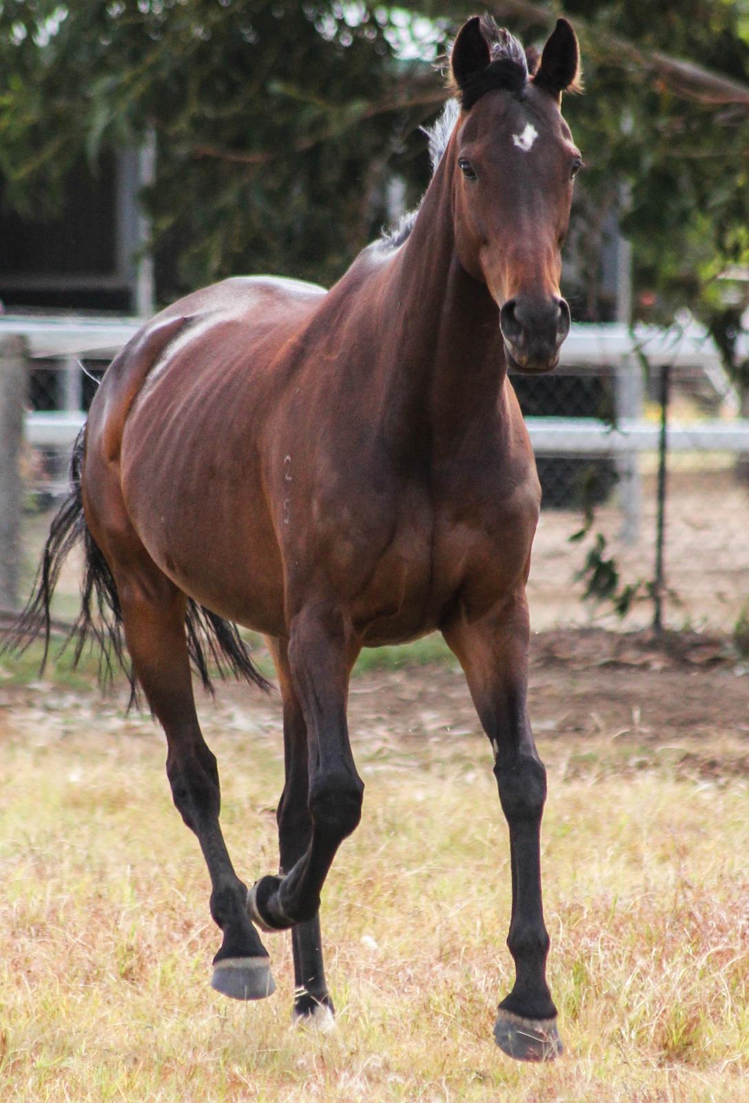 Fuldblod (XX) Baseline billede 3