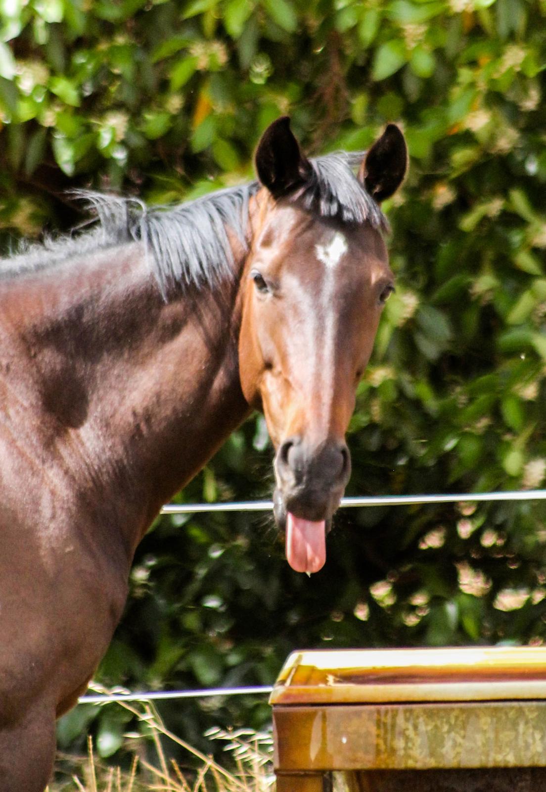 Fuldblod (XX) Baseline billede 6