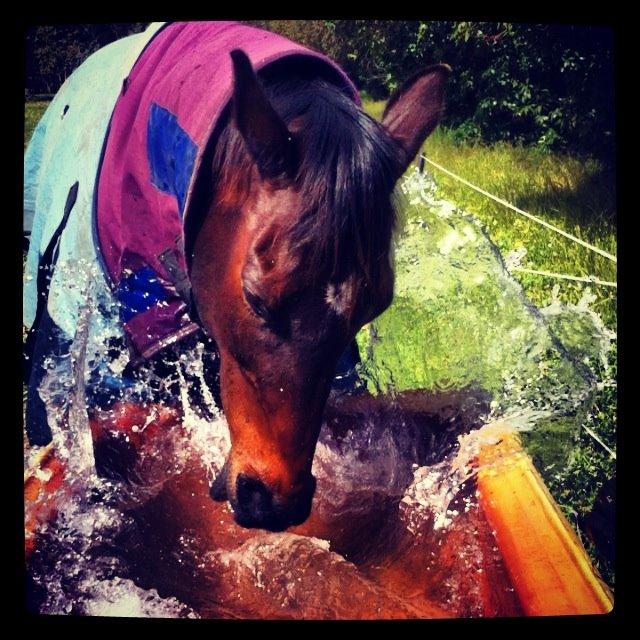 Fuldblod (XX) Baseline billede 9