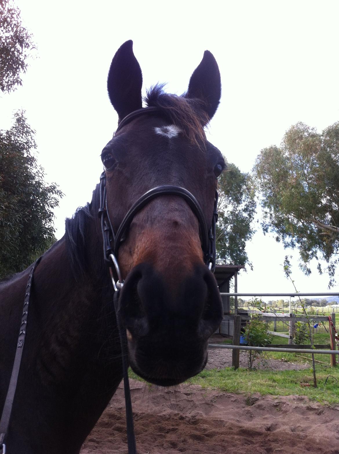 Fuldblod (XX) Baseline billede 13