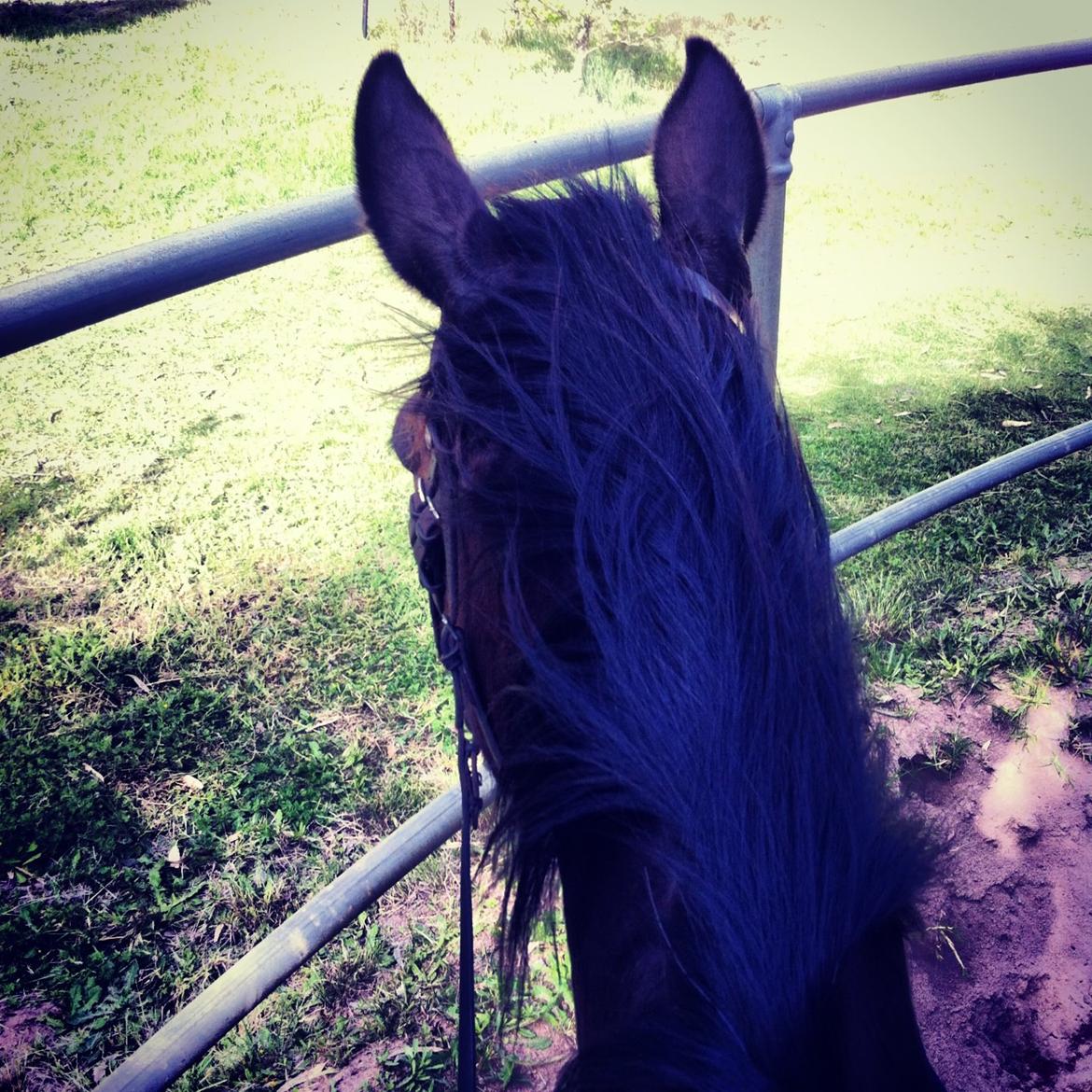 Fuldblod (XX) Baseline - Første ridetur :-) billede 14