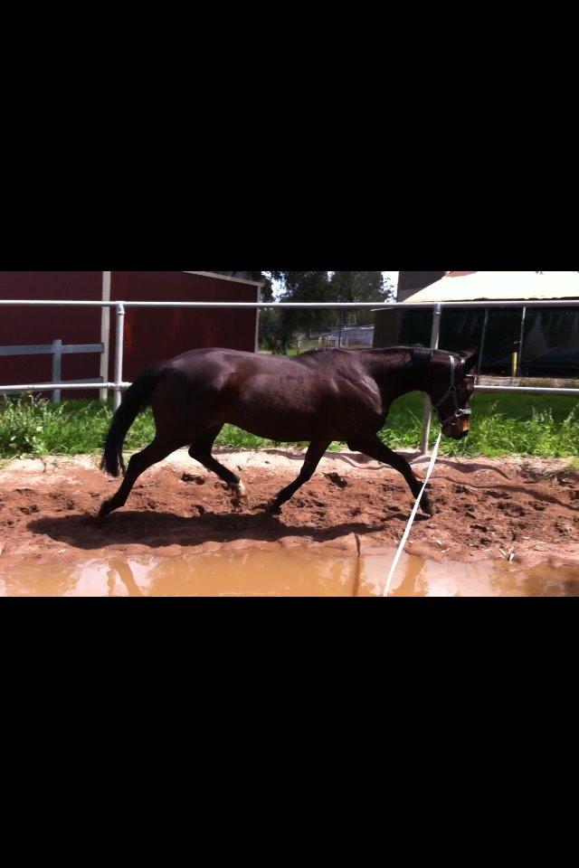 Fuldblod (XX) Baseline billede 16