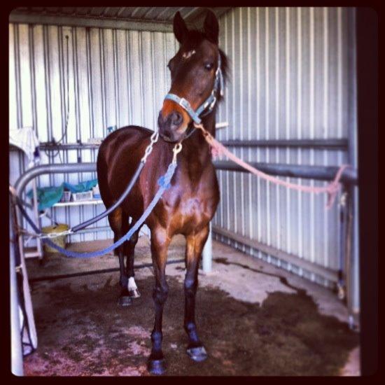 Fuldblod (XX) Baseline billede 17