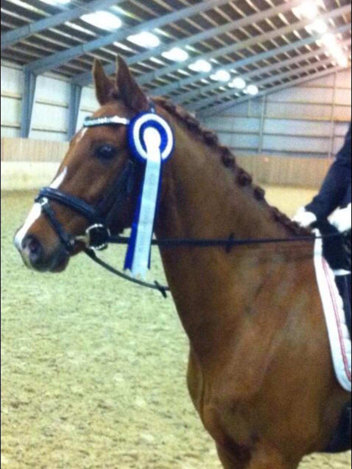 Tysk Sportspony Nanchos Next Time - B-pony billede 19