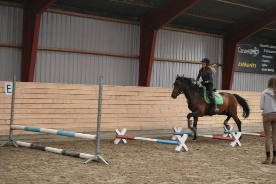 Welsh Partbred (Sec F) Filur billede 10