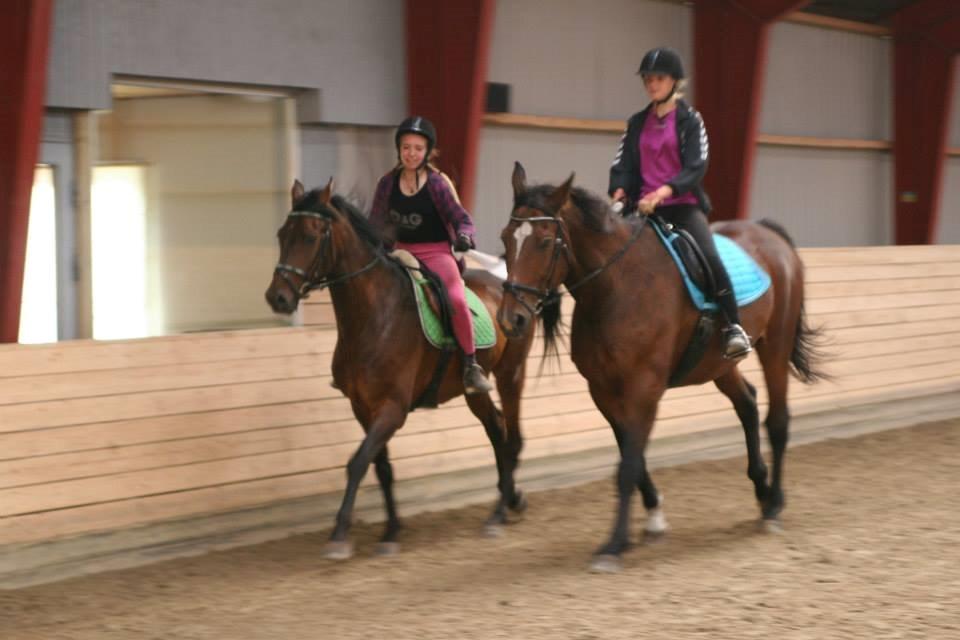 Welsh Partbred (Sec F) Filur billede 12