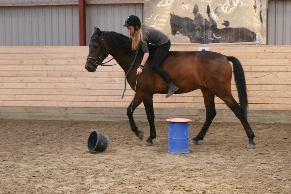 Welsh Partbred (Sec F) Filur billede 13
