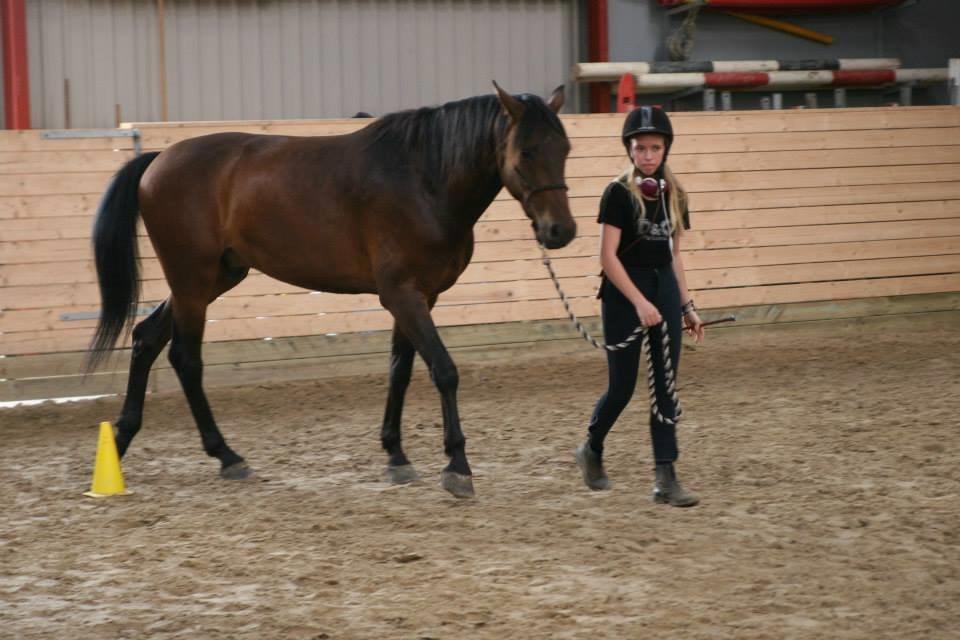 Welsh Partbred (Sec F) Filur billede 14