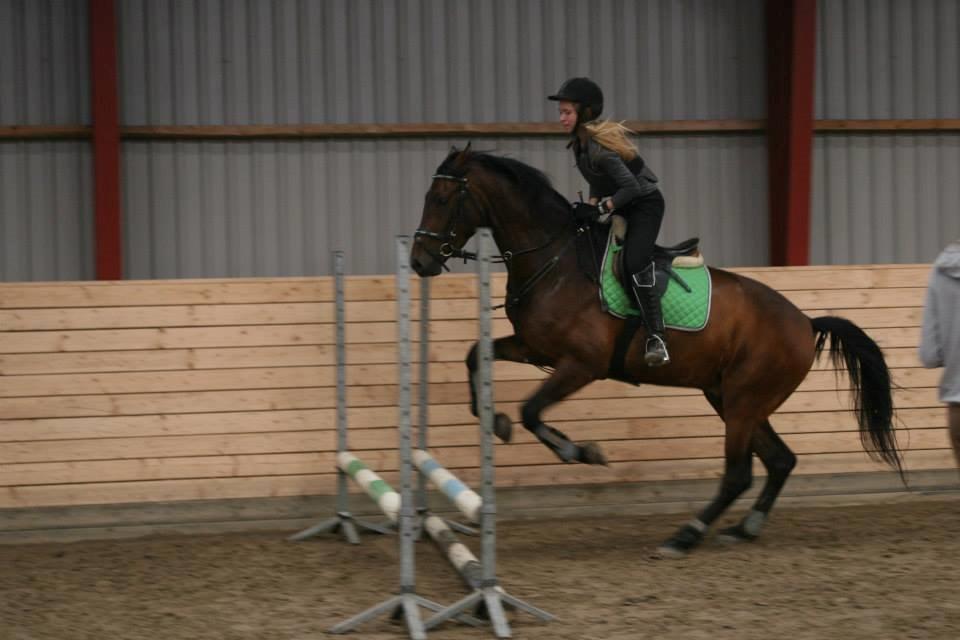 Welsh Partbred (Sec F) Filur billede 17