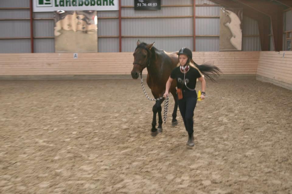 Welsh Partbred (Sec F) Filur billede 19