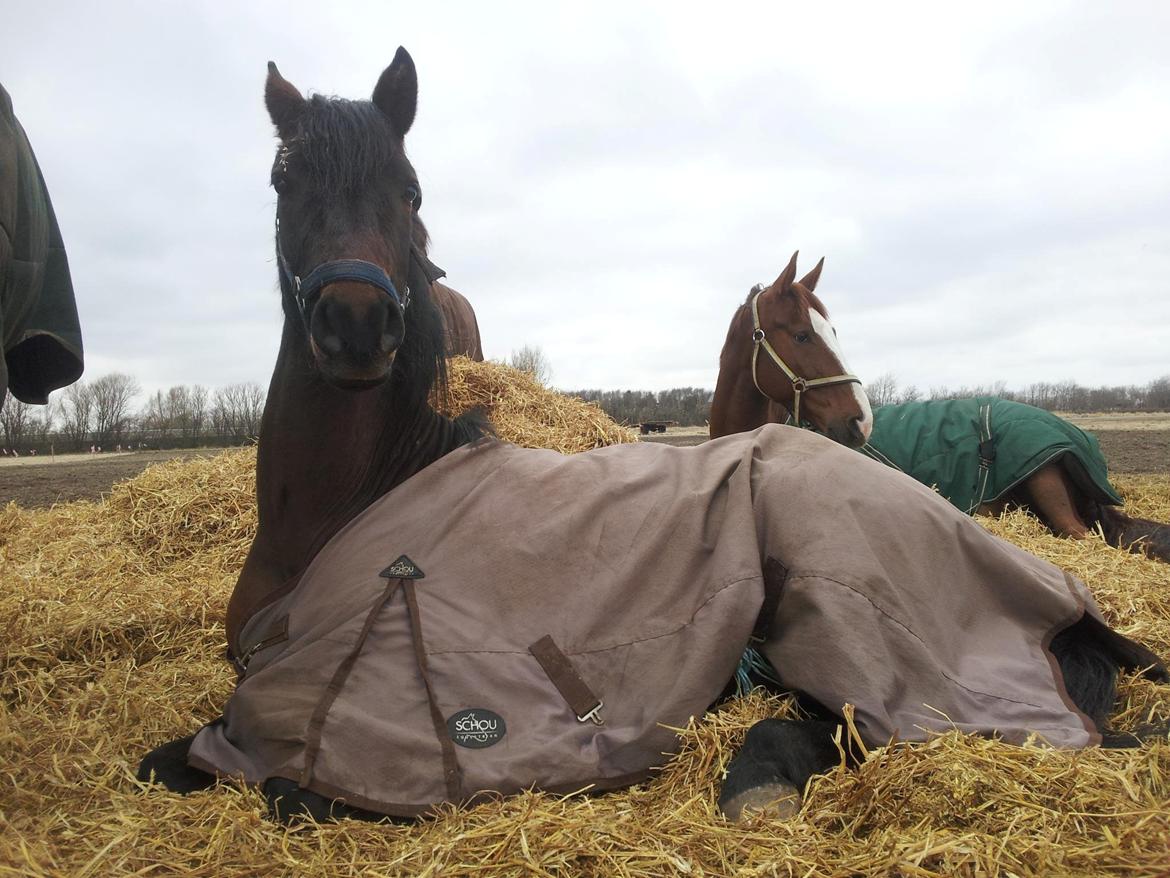 Welsh Partbred (Sec F) Filur billede 20