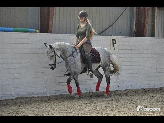 Connemara Teglstrups Samos billede 19