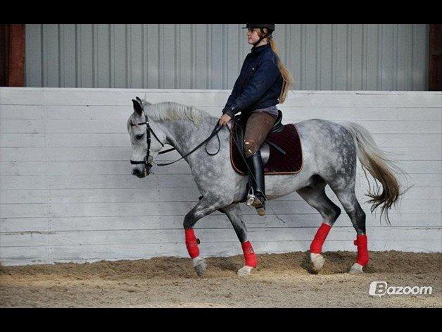 Connemara Teglstrups Samos billede 20