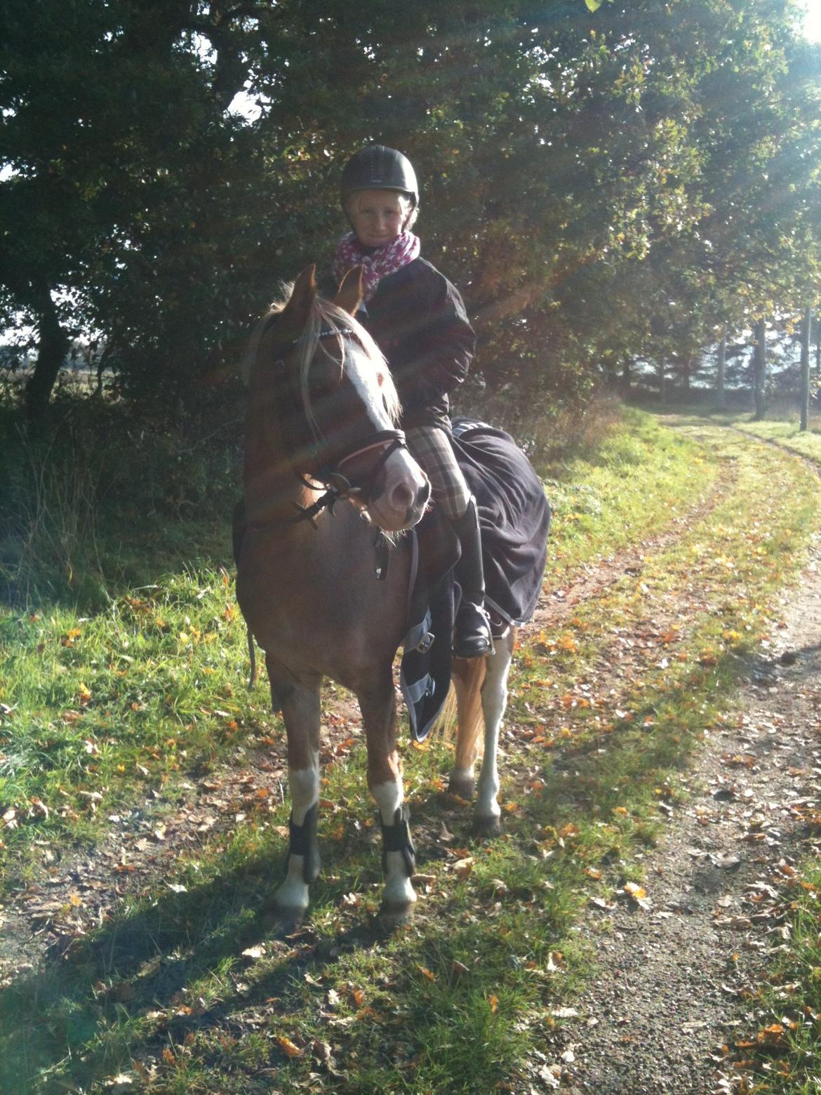 Welsh Pony (sec B) Den deel´s Romeo Savnet - efterårs dag 2013. billede 18